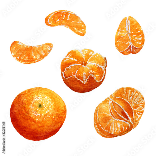 Set of watercolor tropical fruits - mandarins. Collection of decorative hand drawn elements