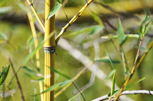 Bamboo. Bamboos Forest. Growing bamboo border design over blurred sunny background.