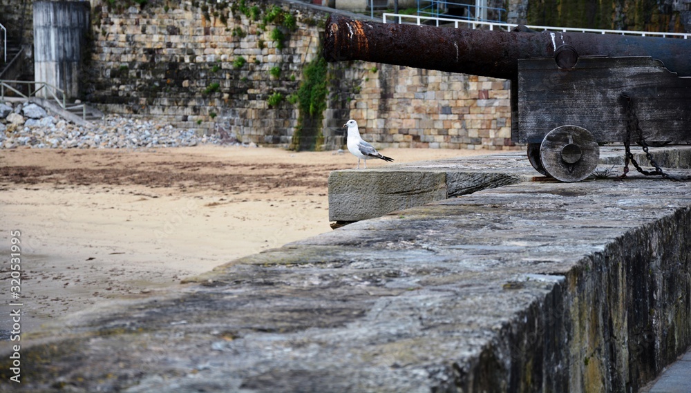 a seagull and a cannon