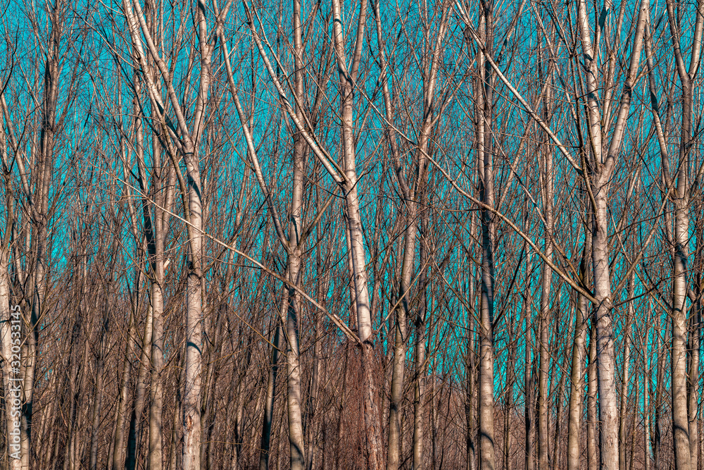 Poplar tree plantation in winter, tree nursery Poplar tree plantation in winter, tree nursery