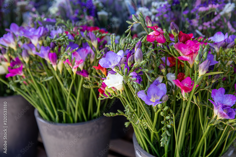 Full buckets of fresh cut beautiful freesia flowers in blue, purple, pink colors at the greek flowers shop in spring time.
