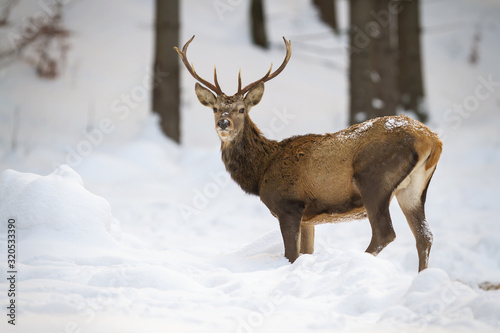 Angry red deer, cervus elaphus, moving in the white cold forest habitat. Male ruminant with snowflakes on its body. Angry mammal standing in the frozen wilderness. Concept of vigilance.