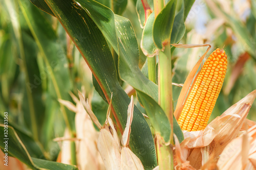 Ear of corn on maize plantation photo
