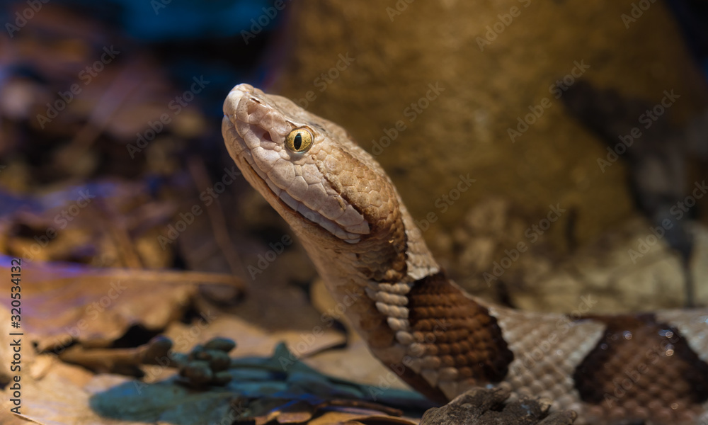 Fototapeta premium Copperhead Snake