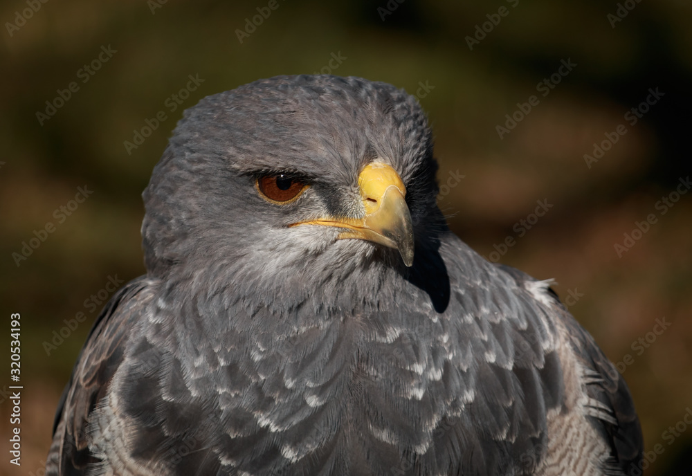 Black-Chested Buzzard Black-Chested Buzzard