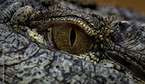 Fotografía Nile Crocodile Eye