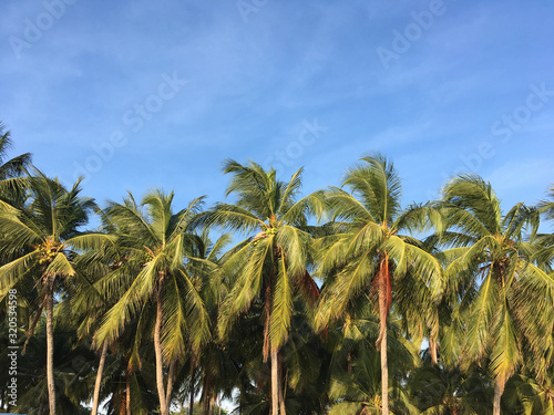 Coconut palm tree and blue sky at bang sean beach, Chonburi, Thailand, Front views photo