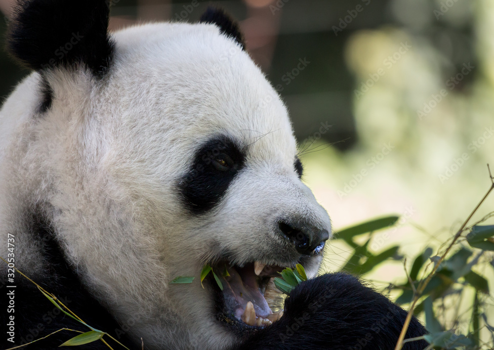 Obraz premium Hungry Panda