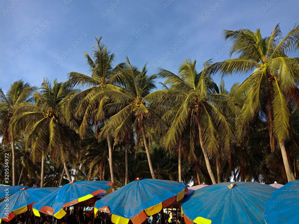 Coconut palm tree and big umbrella, near the beach, Chonburi, Thailand