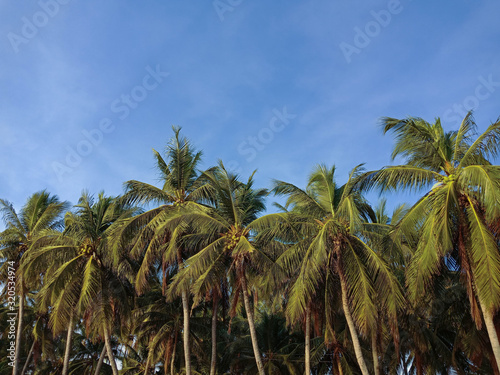 Coconut palm tree and blue sky at bang sean beach, Chonburi, Thailand