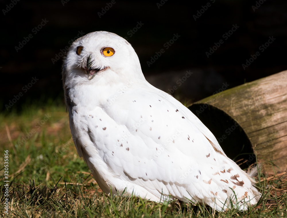 Fototapeta premium Snowy Owl