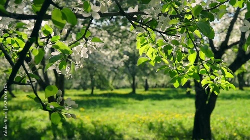Panning view on blooming fruit orchard through blossoming apple tree branch at early morning hours. Slow motion. Natural lighting of beautiful garden place.