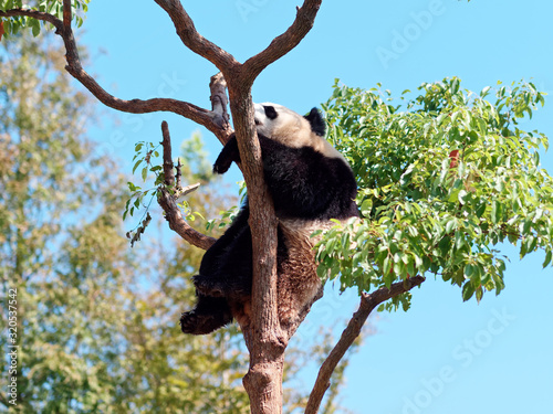 Giant panda bear rest on tree branch in sunny day with blue sky background.