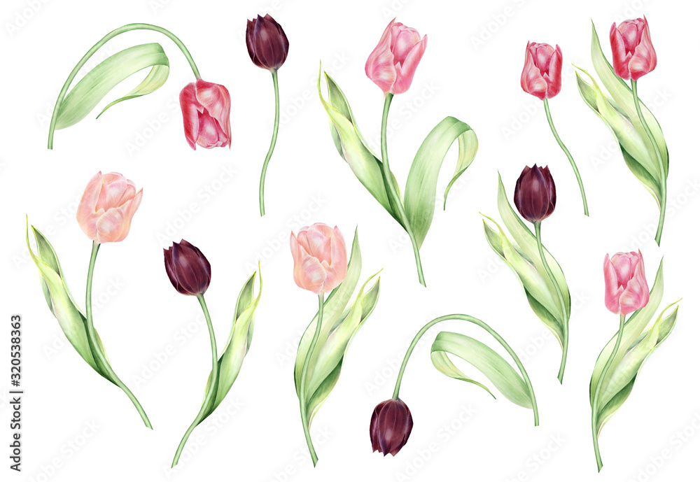 Watercolor isolated red tulips,  buds and leaves. Botanical illustration, hand-painted.