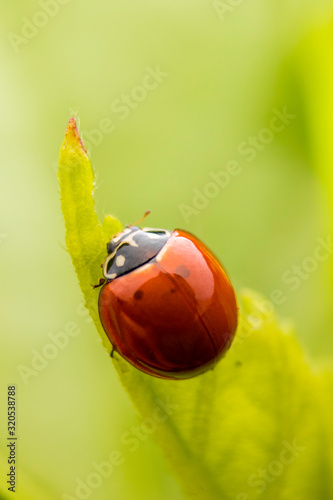 Ladybug