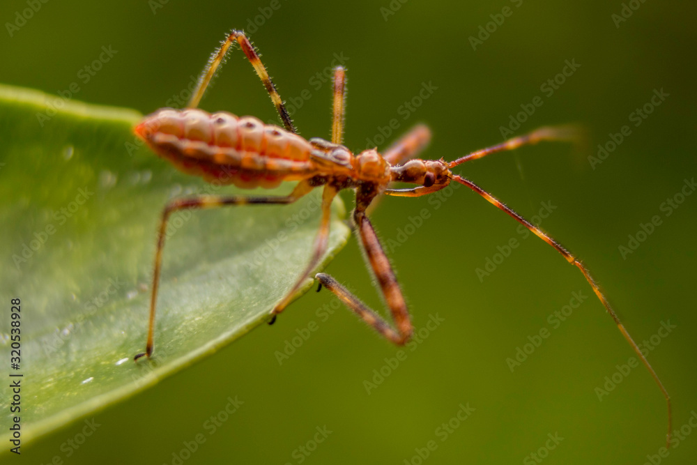 Insect Insect