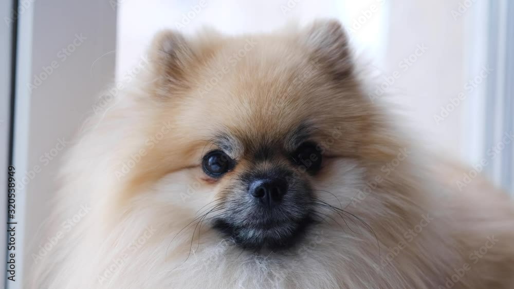 Pomeranian dog sits near the window and looks at the street Pomeranian dog sits near the window and looks at the street