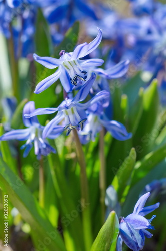 Blooming Scylla two-leaf Taurica or Scilla (lat. Scilla difolia L.) in the garden photo