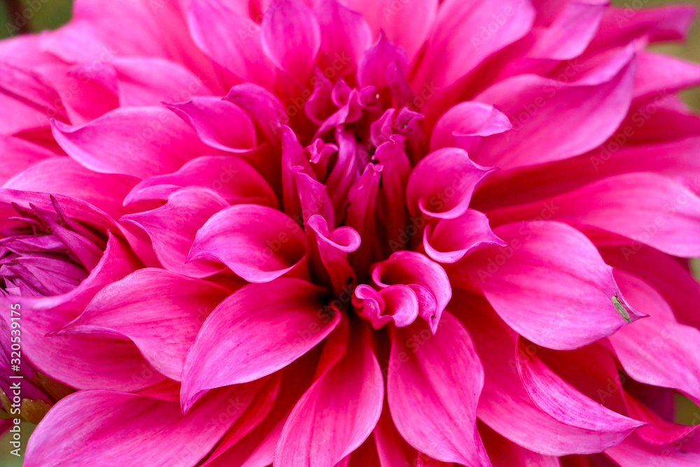 pink dahlia flower