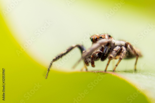 spider