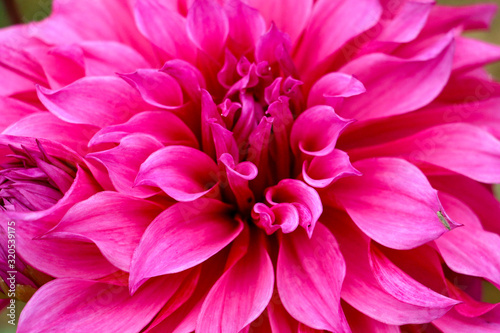 pink dahlia flower © mostafijur