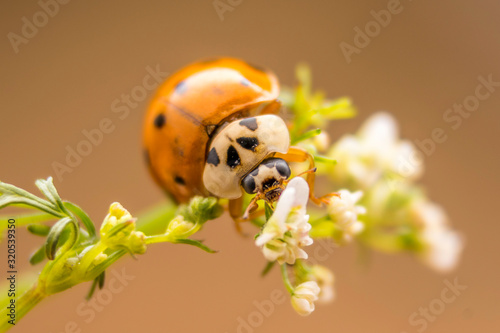 Ladybug
