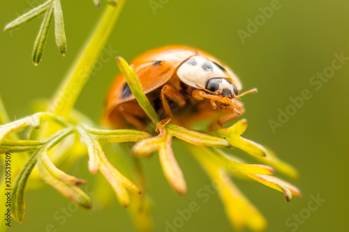 Ladybug