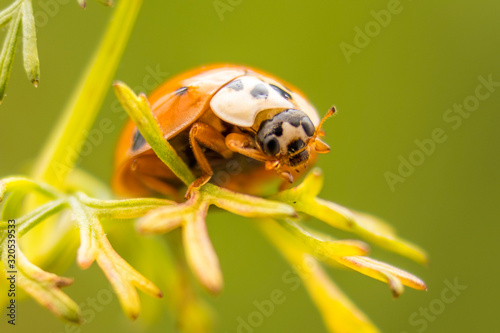Ladybug