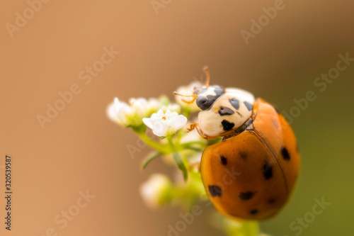 Ladybug
