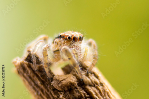 spider
