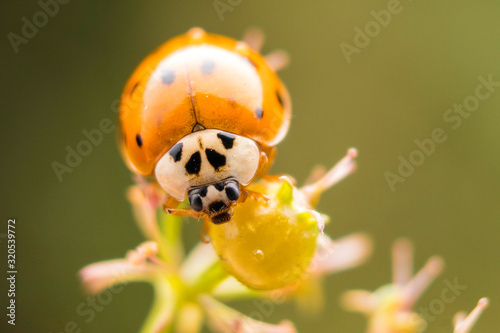 Ladybug