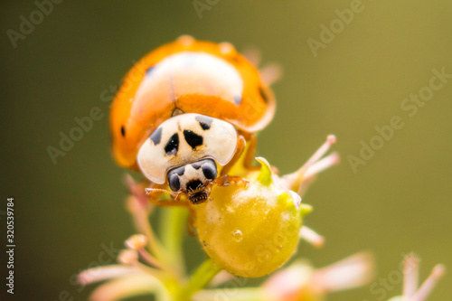 Ladybug