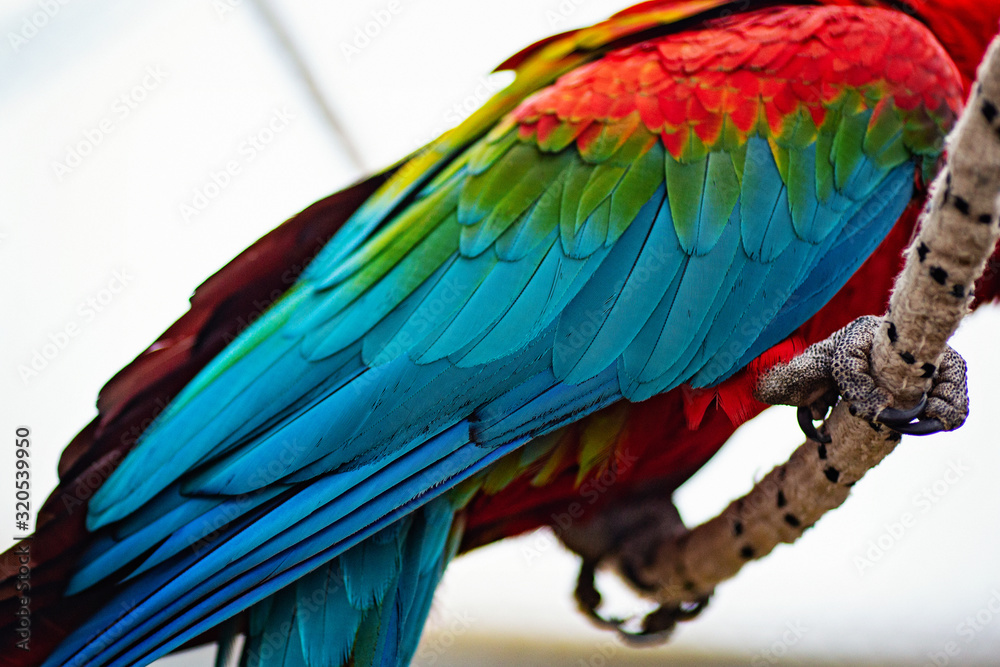 Obraz premium Macaw birds