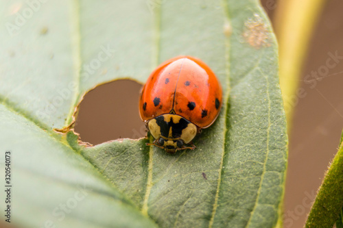 Ladybug