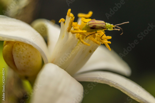 Insect