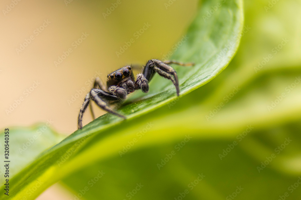 spider spider