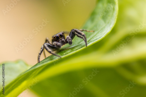 spider