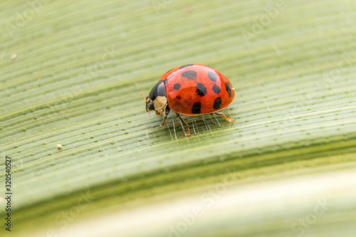Ladybug
