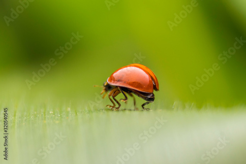 Ladybug