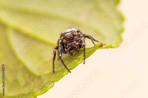 spider