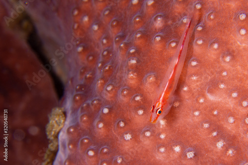 Wire-coral goby or whip coral goby fish (Bryaninops yongei) on table coral near Anilao, Batangas, Philippines. Sealife and underwater photography. photo