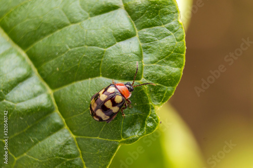 Ladybug