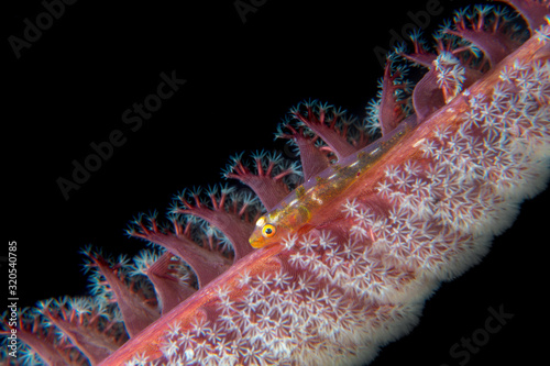 Wire-coral goby or whip coral goby fish (Bryaninops yongei) on sea pen coral near Anilao, Batangas, Philippines. Sealife and underwater photography. photo