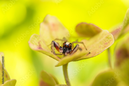 spider