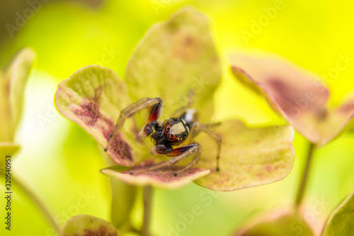 spider