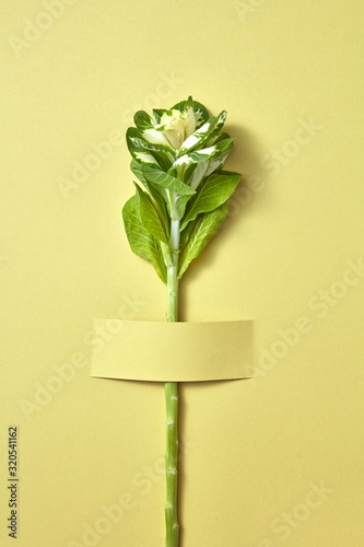 Tablou pe pânză Green natural tropical plant attached to paper background.
