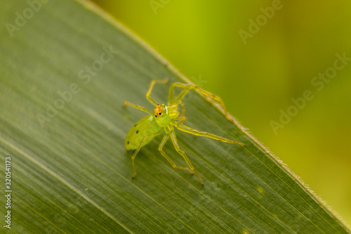 spider