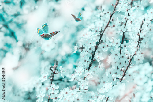 Cherry flowers blossom tree, butterfly, dreamy light closeup. Spring floral g...