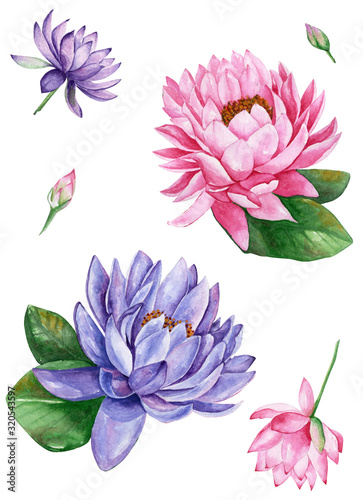 Pink and purple water lily lotus flower  watercolor illustration  isolated on white background