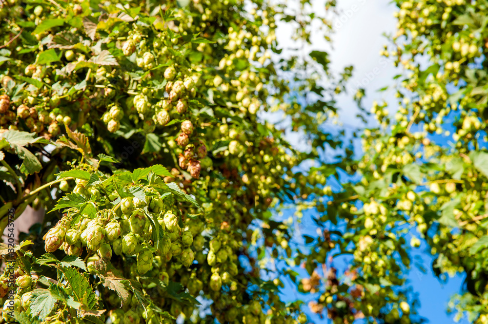Closeup of ripe hop growing on the field in Poland Closeup of ripe hop growing on the field in Poland